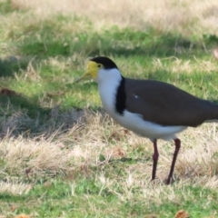 Vanellus miles at Greenway, ACT - 30 Aug 2022