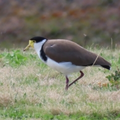 Vanellus miles at Greenway, ACT - 30 Aug 2022