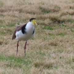 Vanellus miles at Greenway, ACT - 30 Aug 2022