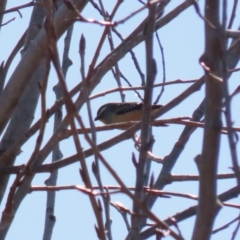 Pardalotus punctatus (Spotted Pardalote) at Pine Island to Point Hut - 30 Aug 2022 by RodDeb