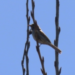 Caligavis chrysops (Yellow-faced Honeyeater) at Greenway, ACT - 30 Aug 2022 by RodDeb