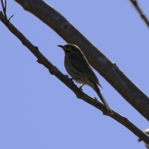 Caligavis chrysops at Greenway, ACT - 30 Aug 2022 11:21 AM