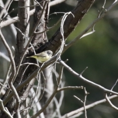 Acanthiza chrysorrhoa at Greenway, ACT - 30 Aug 2022