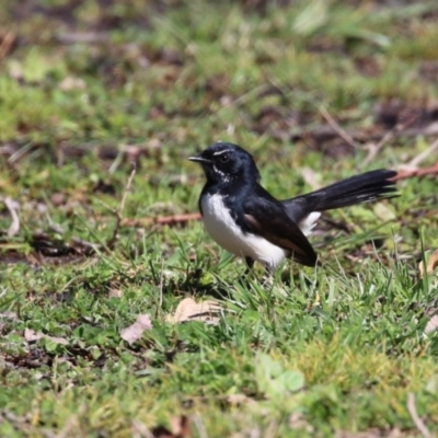 Rhipidura leucophrys (Willie Wagtail) at Pine Island to Point Hut - 30 Aug 2022 by RodDeb