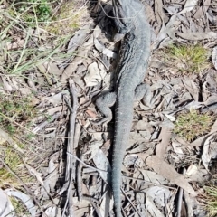 Pogona barbata (Eastern Bearded Dragon) at Molonglo Valley, ACT - 1 Sep 2022 by RDuncan