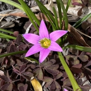 Romulea rosea var. australis at Jerrabomberra, NSW - suppressed