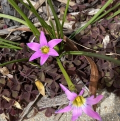 Romulea rosea var. australis at Jerrabomberra, NSW - suppressed