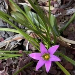 Romulea rosea var. australis at Jerrabomberra, NSW - suppressed