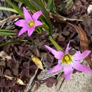 Romulea rosea var. australis at Jerrabomberra, NSW - suppressed