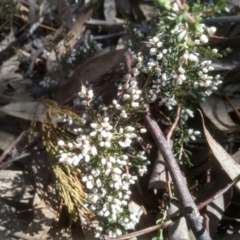 Cryptandra amara (Bitter Cryptandra) at Cooma North Ridge Reserve - 31 Aug 2022 by mahargiani