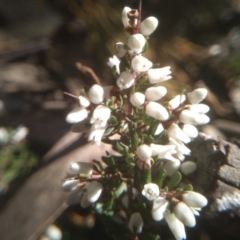 Cryptandra amara at Cooma, NSW - 31 Aug 2022 01:29 PM