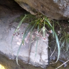 Luzula sp. (Woodrush) at Cooma North Ridge Reserve - 31 Aug 2022 by mahargiani