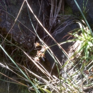 Luzula sp. at Cooma, NSW - 31 Aug 2022 01:41 PM