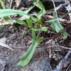 Rumex acetosella at Cooma, NSW - 31 Aug 2022