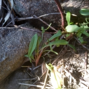 Rumex acetosella at Cooma, NSW - 31 Aug 2022 01:50 PM