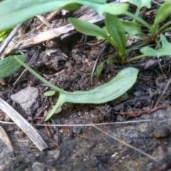 Rumex acetosella at Cooma, NSW - 31 Aug 2022 01:50 PM