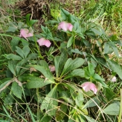 Helleborus orientalis (Lenten Rose) at Isaacs Ridge and Nearby - 1 Sep 2022 by Mike