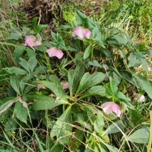 Helleborus orientalis at Jerrabomberra, ACT - 1 Sep 2022 03:18 PM