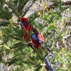 Platycercus elegans (Crimson Rosella) at Isaacs Ridge and Nearby - 1 Sep 2022 by Mike