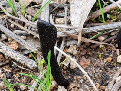 Geoglossum sp. (genus) (Earth tongue) at Jerrabomberra, ACT - 1 Sep 2022 by Mike