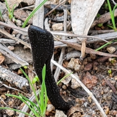 Geoglossum sp. (genus) (Earth tongue) at Jerrabomberra, ACT - 1 Sep 2022 by Mike