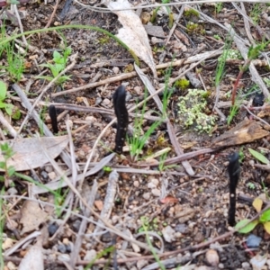 Geoglossum at Jerrabomberra, ACT - 1 Sep 2022