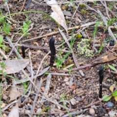 Geoglossum sp. (genus) at Jerrabomberra, ACT - 1 Sep 2022