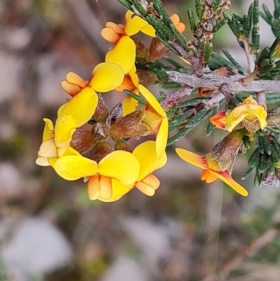 Dillwynia sericea (Egg And Bacon Peas) at Wanniassa Hill - 1 Sep 2022 by Mike