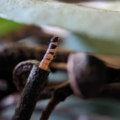 Hemibela (genus) (A Concealer moth) at QPRC LGA - 1 Sep 2022 by camcols