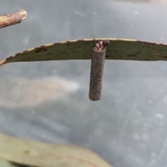 Hemibela (genus) at Currawang, NSW - 1 Sep 2022