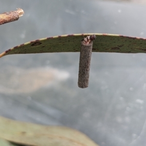 Hemibela (genus) at Currawang, NSW - 1 Sep 2022