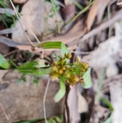 Luzula densiflora (Dense Wood-rush) at Wanniassa Hill - 1 Sep 2022 by Mike