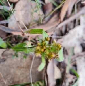 Luzula densiflora at Jerrabomberra, ACT - 1 Sep 2022 04:33 PM