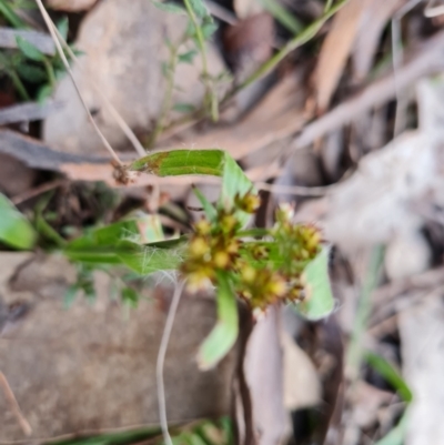 Luzula densiflora (Dense Wood-rush) at Jerrabomberra, ACT - 1 Sep 2022 by Mike