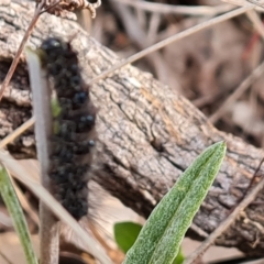 Lepidoptera unclassified IMMATURE moth at Jerrabomberra, ACT - 1 Sep 2022 by Mike