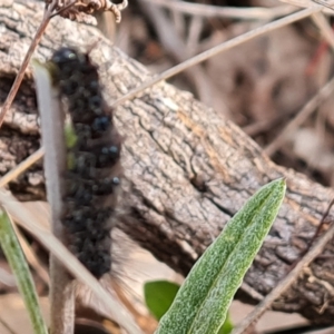 Lepidoptera unclassified IMMATURE at Jerrabomberra, ACT - 1 Sep 2022 04:30 PM