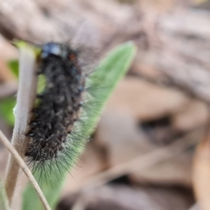 Lepidoptera unclassified IMMATURE at Jerrabomberra, ACT - 1 Sep 2022 04:30 PM