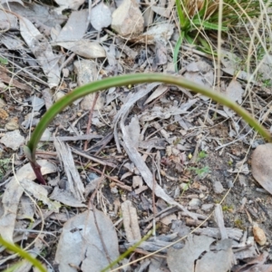 Thelymitra sp. at Jerrabomberra, ACT - 1 Sep 2022