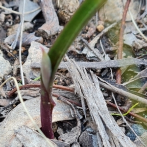 Thelymitra sp. at Jerrabomberra, ACT - 1 Sep 2022