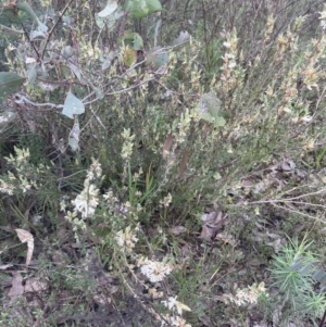 Brachyloma daphnoides at Molonglo Valley, ACT - 1 Sep 2022