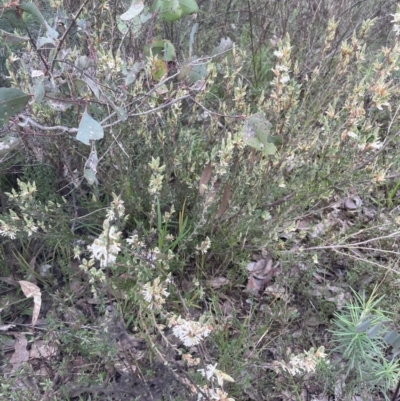 Brachyloma daphnoides (Daphne Heath) at Aranda Bushland - 1 Sep 2022 by lbradley