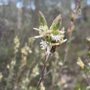 Brachyloma daphnoides at Aranda, ACT - 1 Sep 2022