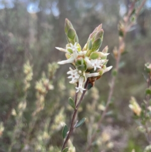 Brachyloma daphnoides at Molonglo Valley, ACT - 1 Sep 2022