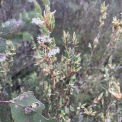 Brachyloma daphnoides at Aranda, ACT - 1 Sep 2022