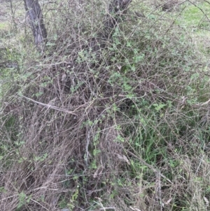 Rubus parvifolius at Yarralumla, ACT - 1 Sep 2022