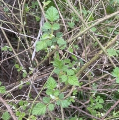 Rubus parvifolius at Yarralumla, ACT - 1 Sep 2022