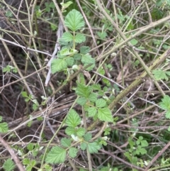 Rubus parvifolius at Molonglo Valley, ACT - 1 Sep 2022