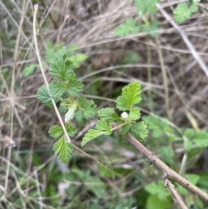 Rubus parvifolius at Yarralumla, ACT - 1 Sep 2022