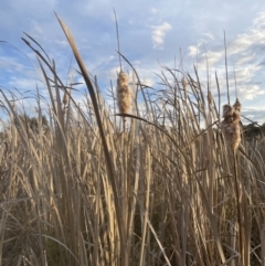 Typha domingensis (Bullrush) at Molonglo Valley, ACT - 1 Sep 2022 by lbradley