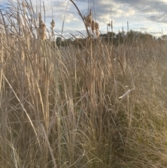 Typha domingensis at Yarralumla, ACT - 1 Sep 2022